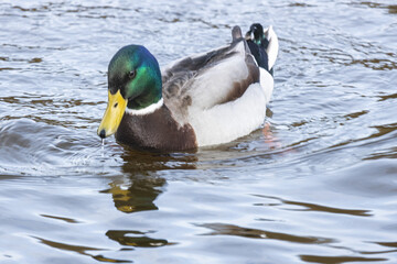 A duck swims on the mill pond