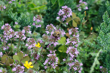 Blooming thyme with a bee sitting on a flower. Herb garden in the backyard. Blurred background on a plant theme, selective focus