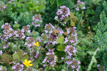Obraz premium Blooming thyme with a bee sitting on a flower. Herb garden in the backyard. Blurred background on a plant theme, selective focus
