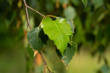 The leaves of birch tree (Betula pendula, silver birch, warty birch, European white birch).