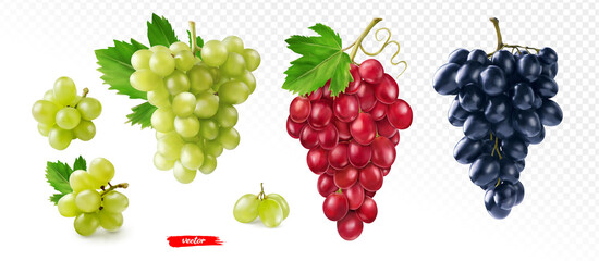 Set of green, black and pink grape isolated. Realistic vector illustration of different grapes. - obrazy, fototapety, plakaty