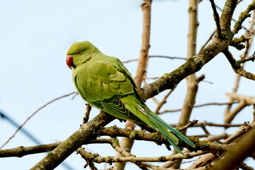 Portrait of a Green Parrot