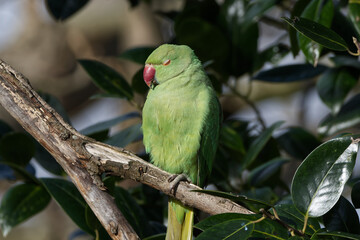 Green Parrot with Closed Eyes