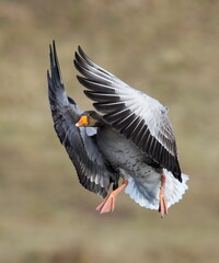 greylag goose about to land on water