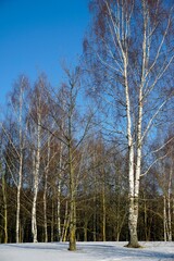 Sunny day in February. Blue sky edge of the forest. white birches