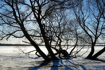 Sunny day in February. Blue sky and silhouette of willows on the lake.