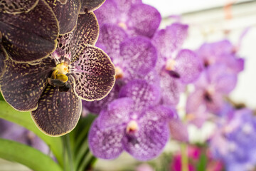 Orchid flower in garden at winter day. Orchid flower for beauty and agriculture design. Beautiful brown and purple orchid flower in garden.