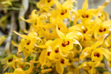 Fototapeta premium Beautiful yellow Orchid, Vanda hybrids. Orchid flower in garden at winter.