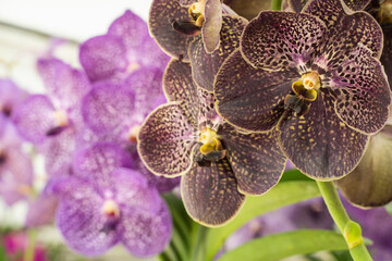 Orchid flower in garden at winter day. Orchid flower for beauty and agriculture design. Beautiful brown and purple orchid flower in garden.