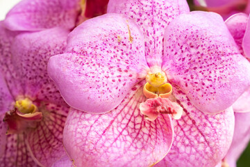 Pink Orchids Vanda in garden , Queen of Orchids, Orchid flower in garden at winter. Hybrid Vanda orchid, petals are Pink with red spots.