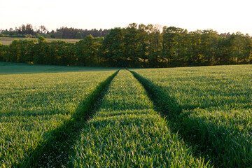 Feld mit grünem Getreide und Fahrspuren vor einem Waldrand im Hintergrund
