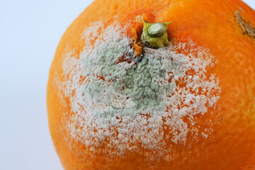 spoiled moldy tangerine on neutral background