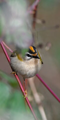 Firecrest // Sommergoldhähnchen (Regulus ignicapilla)