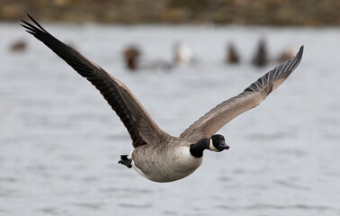 Canada goose in flight