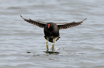 Moorhen on the water