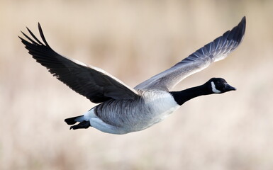 Canada goose in flight © Rick