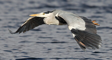 Grey heron in flight