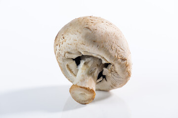 Nahaufnahme: Ein sch&ouml;ner einzelner wei&szlig;er Champignon / Speisepilz (close-up)