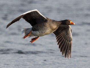 Greylag goose in flight