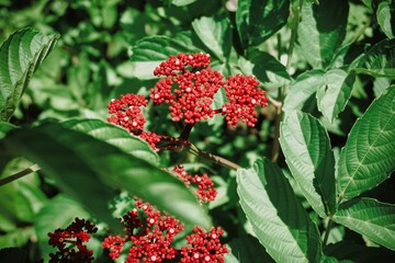 red flowers in the garden