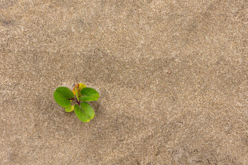 young seedling growing out of a sand dune