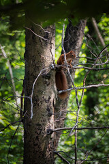 écureuil roux perché sur l'arbre