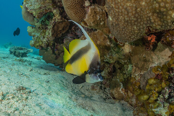 Fototapeta premium Fish swim in the Red Sea, colorful fish, Eilat Israel 