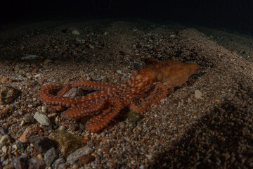 Octopus king of camouflage in the Red Sea, Eilat Israel 
