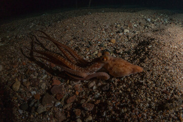 Octopus king of camouflage in the Red Sea, Eilat Israel 
