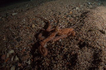 Octopus king of camouflage in the Red Sea, Eilat Israel 
