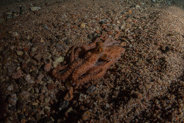 Octopus king of camouflage in the Red Sea, Eilat Israel 

