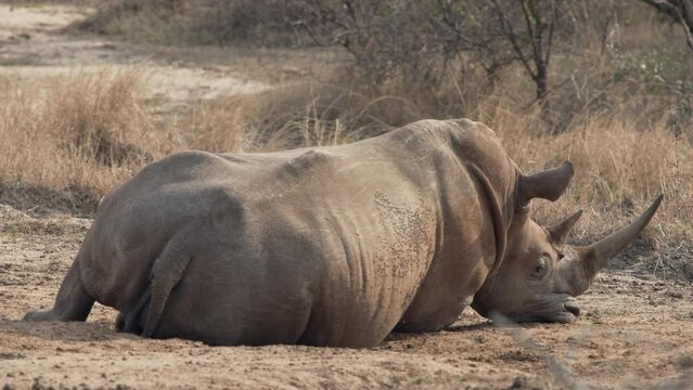 The side and back of a white rhino sleeping with mouth resting on the ground showing head and horn.