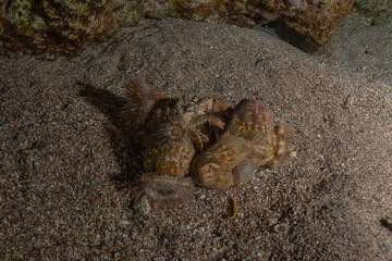 Hermit Crab in the Red Sea Colorful and beautiful, Eilat Israel
