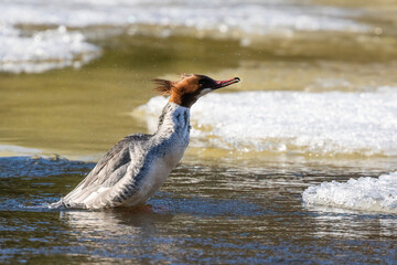 Common Merganser