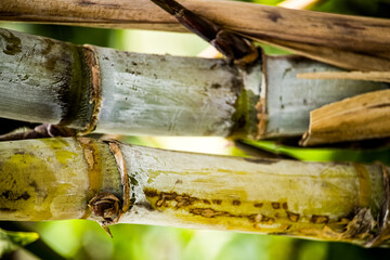 This is fresh sugarcane in the field