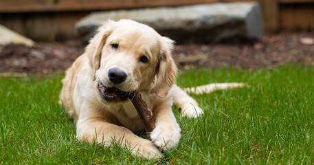Cute golden retriever puppy dog chewing on a toy stick in the back yard on green grass