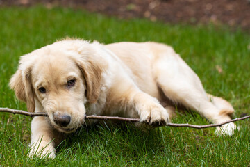 Cute golden retriever puppy dog chewing a stick in the back yard on green grass