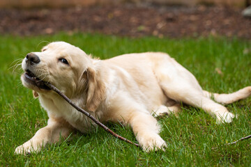 Cute golden retriever puppy dog playing with a stick in the back yard on green grass