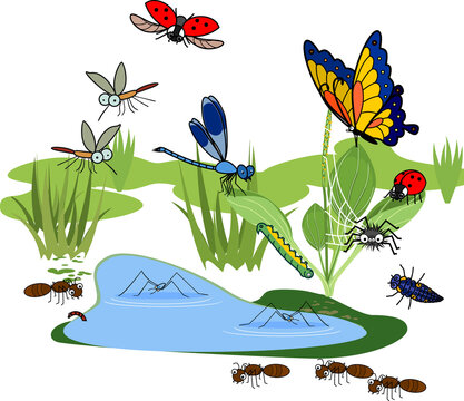 Cartoon pond with many species of insects living near the water isolated on white background