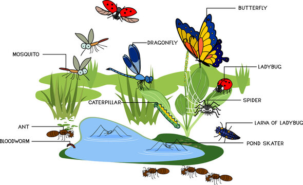 Cartoon pond with many species of insects living near the water isolated on white background	