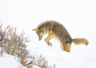 Naklejka na ściany i meble Coyote hunting in Hayden Valley of Yellowstone National Park