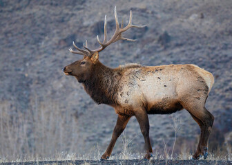 Bull elk walking along a ridge in Yellowstone National Park