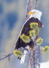 Bald Eagle in a tree in Yellowstone National Park