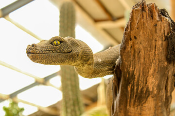 Fototapeta premium Serpent