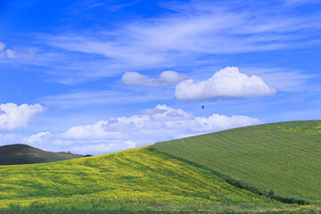 Hilly rural landscape. Spring horizon with green grass and yellow flowers field under blue sky and clouds, Italy (Apulia).