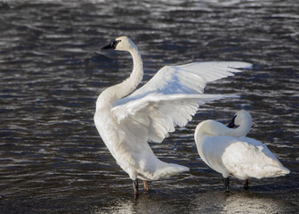 Trumpeter Swan shaking off the early morning cold in Yellowstone National Park