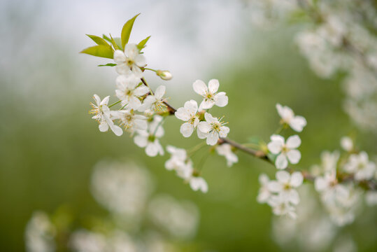 Blooming cherry tree on a blurred natural background. Selective focus. High quality photo