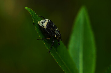 Close up of Tropinota hirta beetle crawling on green leafs .