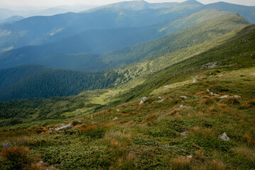 Naklejka premium Carpathians mountain range at summer morning. Beauty of wild virgin Ukrainian nature. Peacefulness.