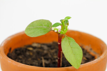 Young climbing lettuce, art malabar 